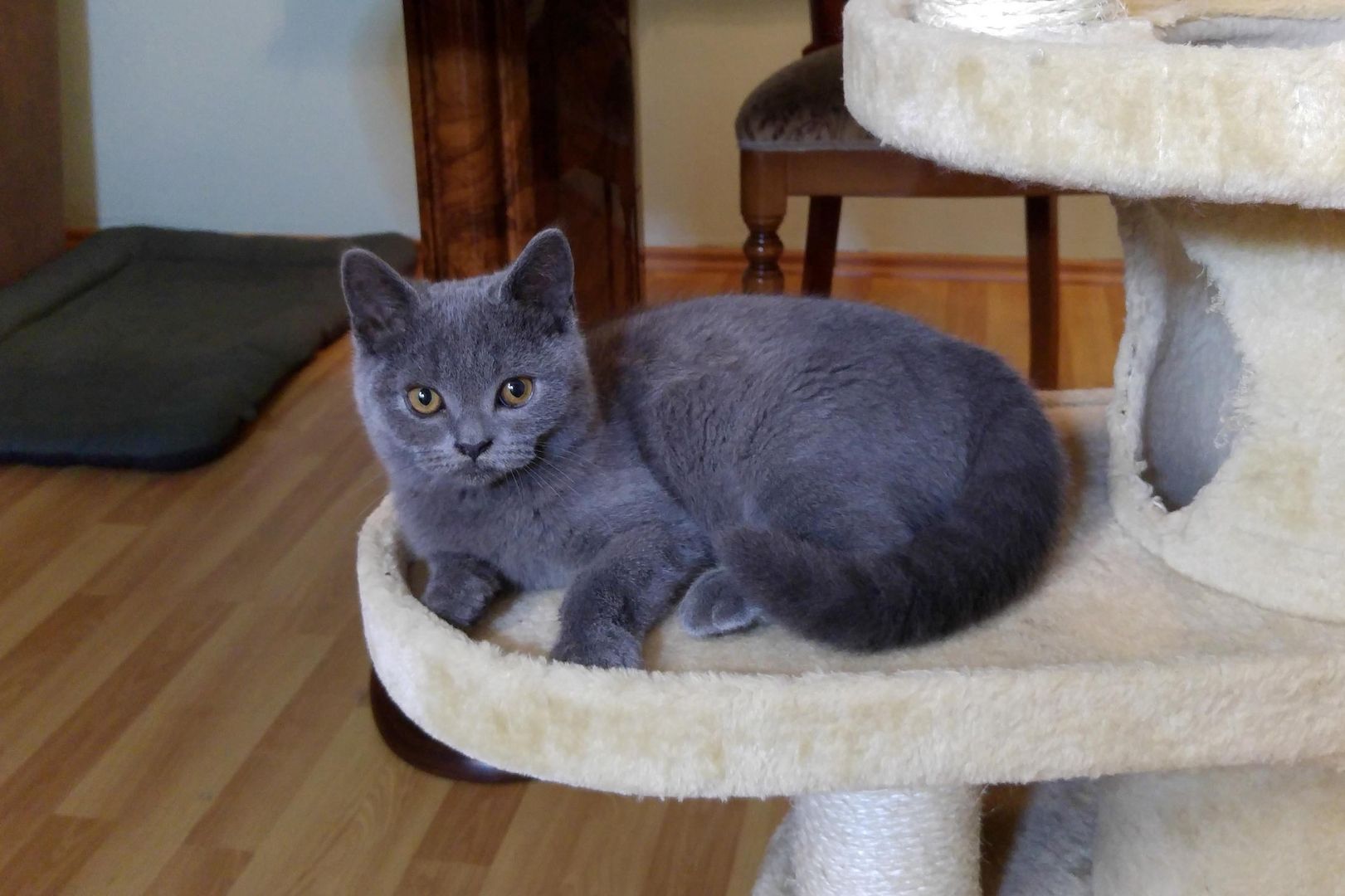 Britische kutzhaar Kitten in blau