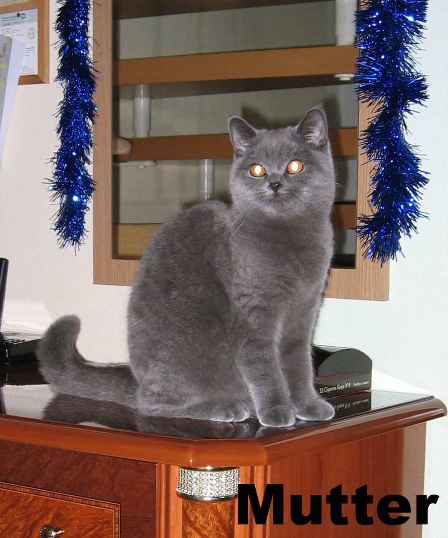 Britische kutzhaar Kitten in blau