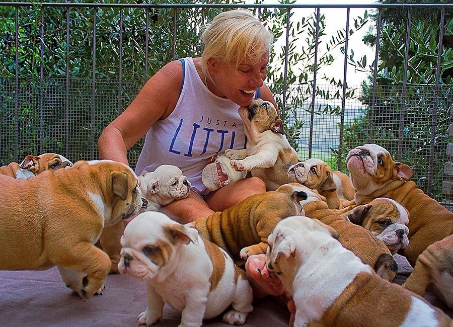 Englisch Bulldog, English Bulldog Welpen aus Kontrollierter Zucht