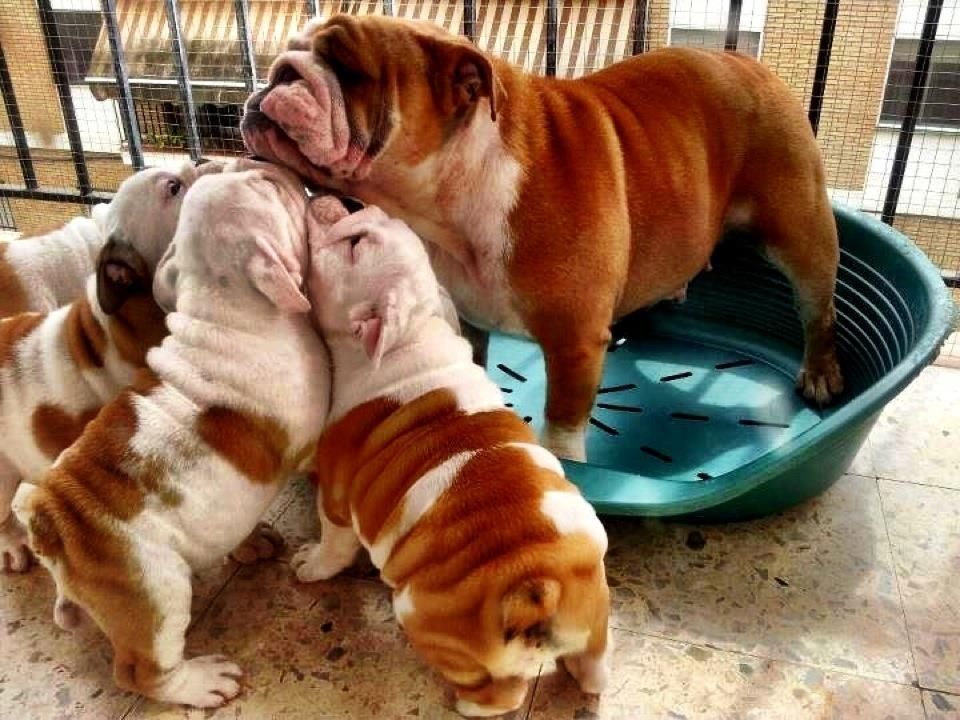 Englisch Bulldog, English Bulldog Welpen aus Kontrollierter Zucht