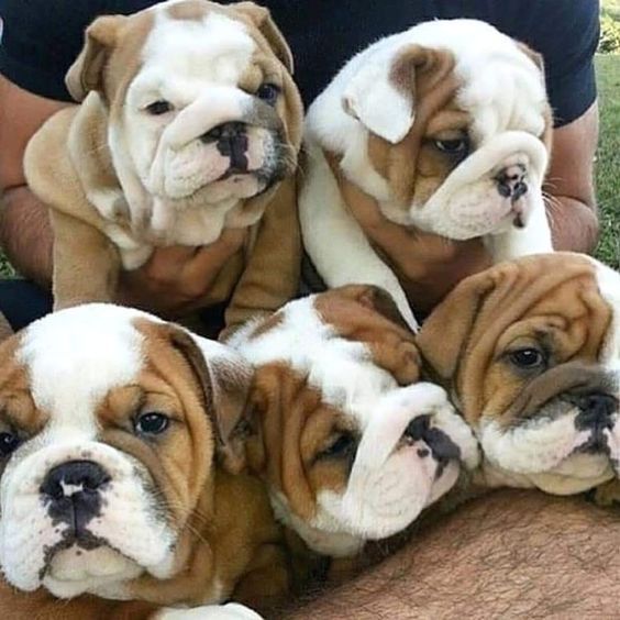 Englisch Bulldog, English Bulldog Welpen aus Kontrollierter Zucht