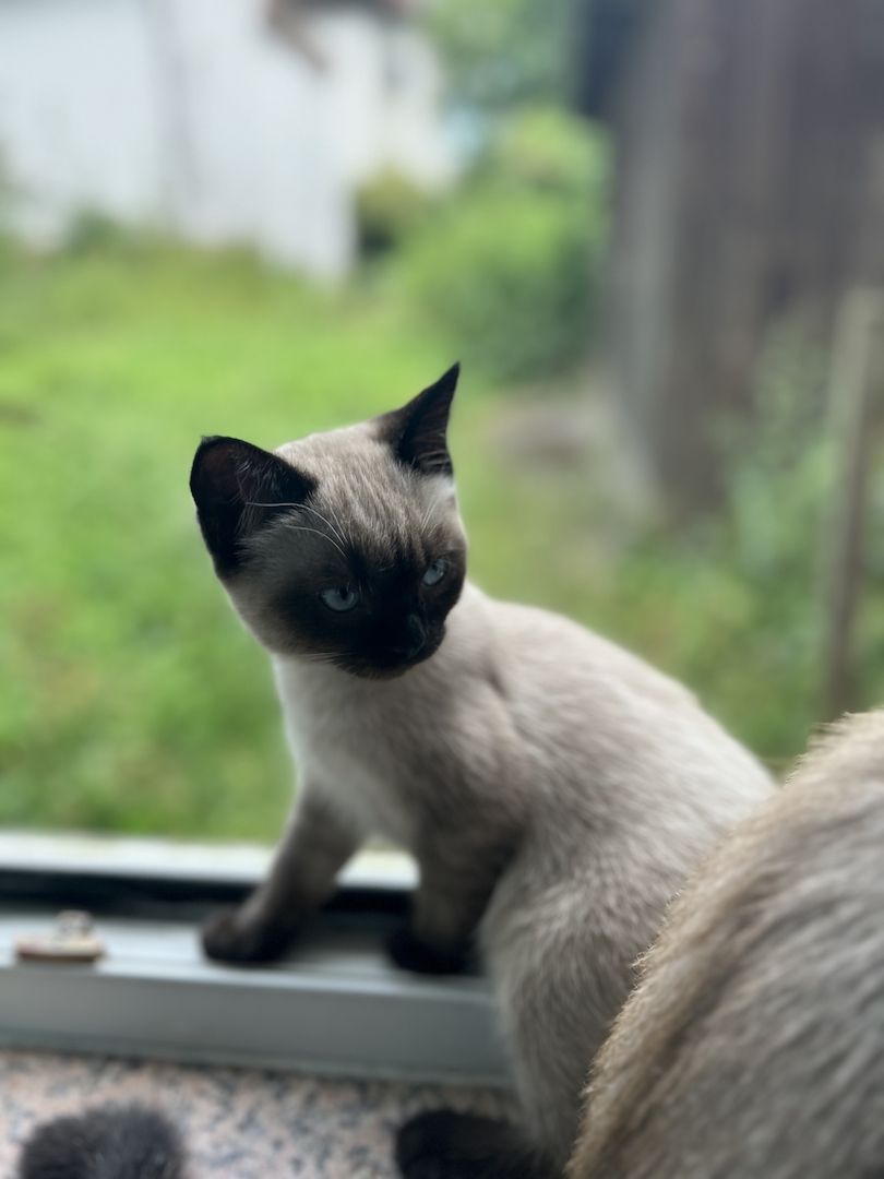 Kitten zu verkaufen!