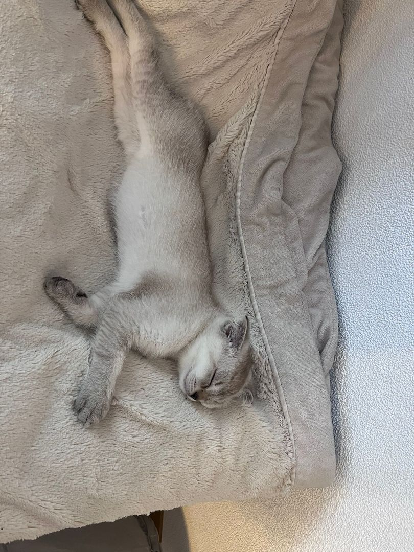 Kitten zu verkaufen!