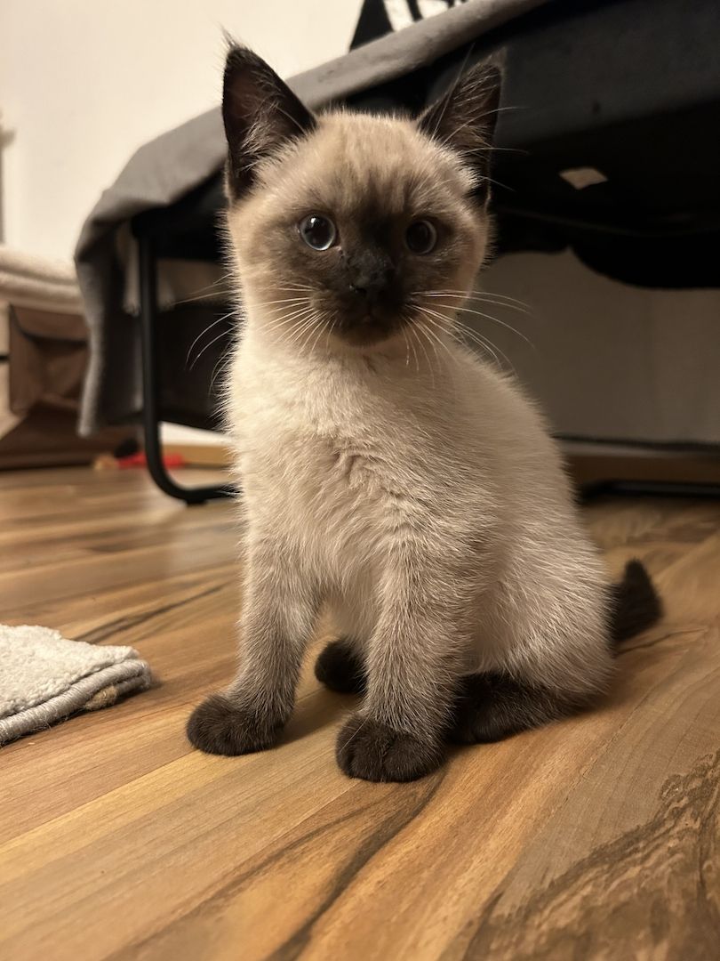 Kitten zu verkaufen!