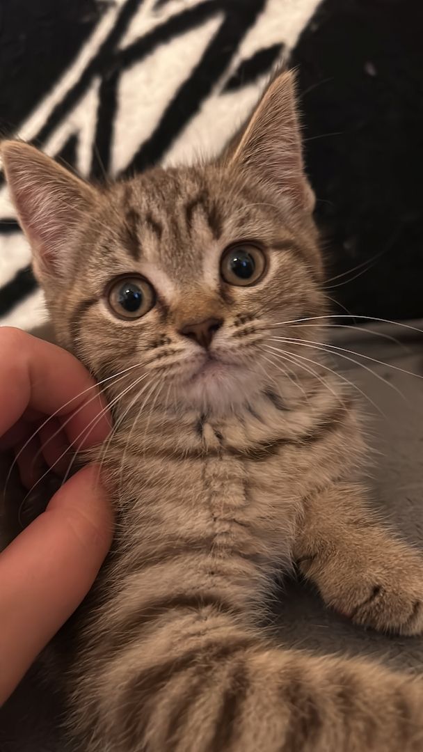 Kitten zu verkaufen!