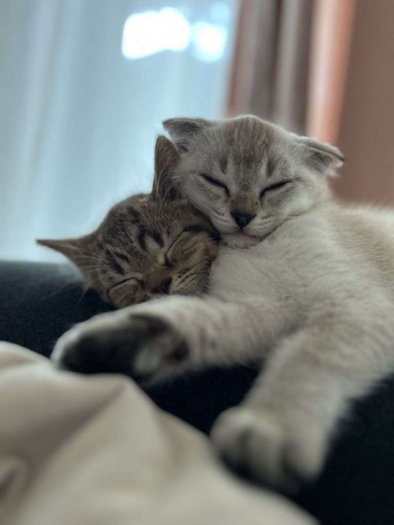 Kitten zu verkaufen!