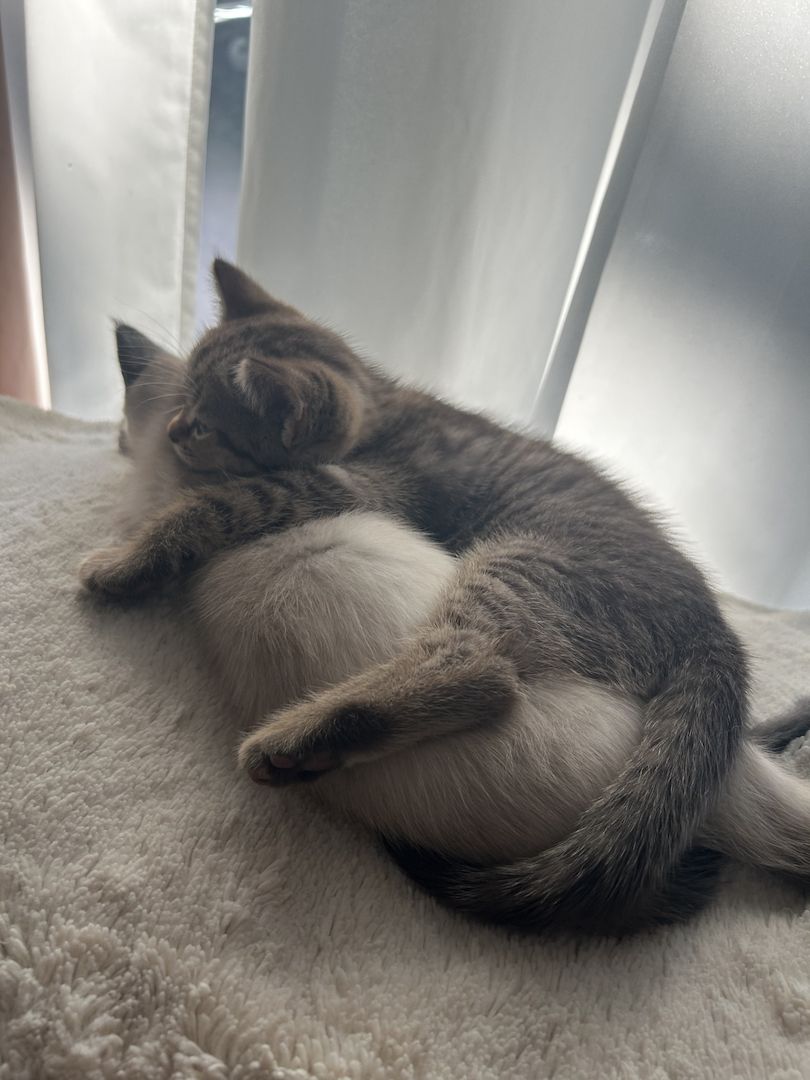 Kitten zu verkaufen!