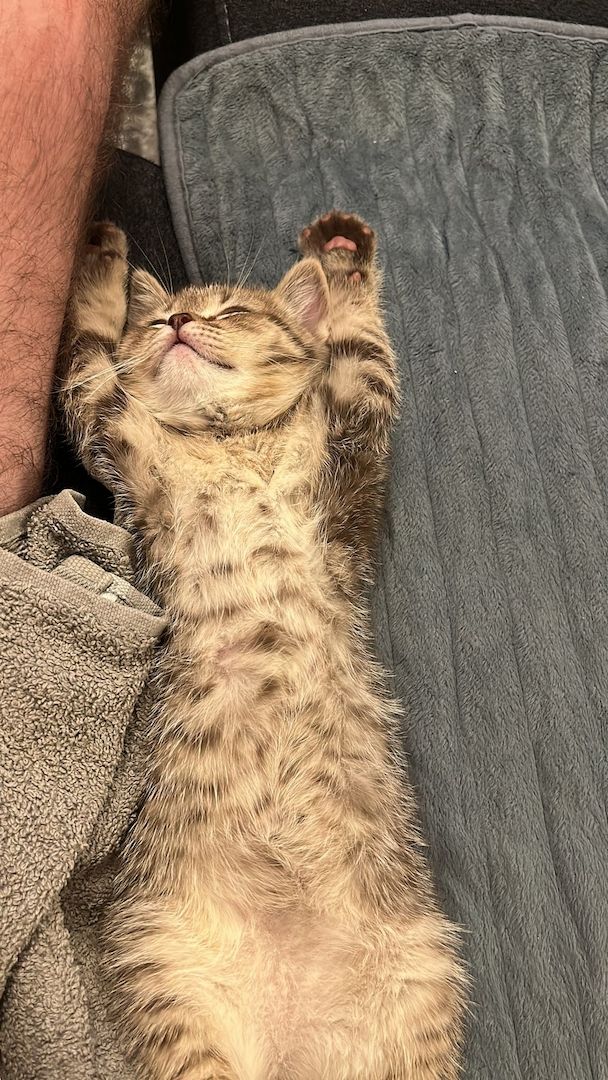 Kitten zu verkaufen!