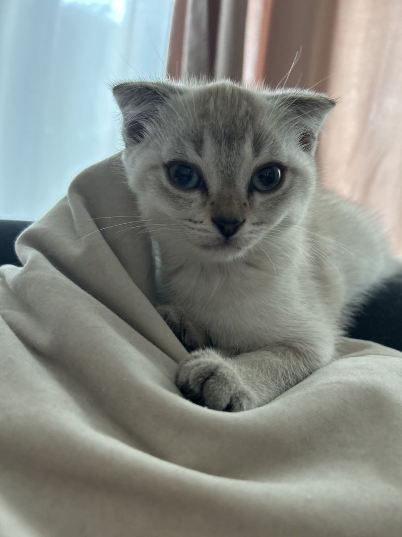 Kitten zu verkaufen!