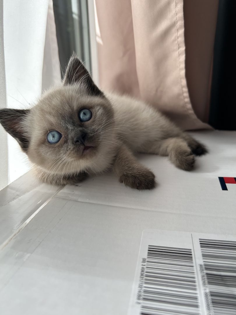 Kitten zu verkaufen!