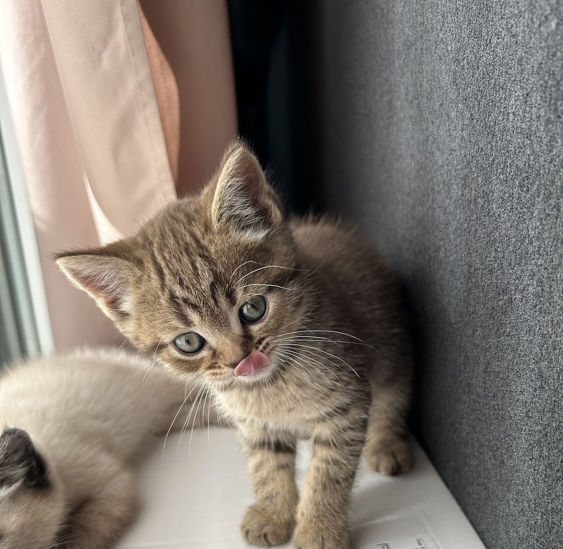 Kitten zu verkaufen!