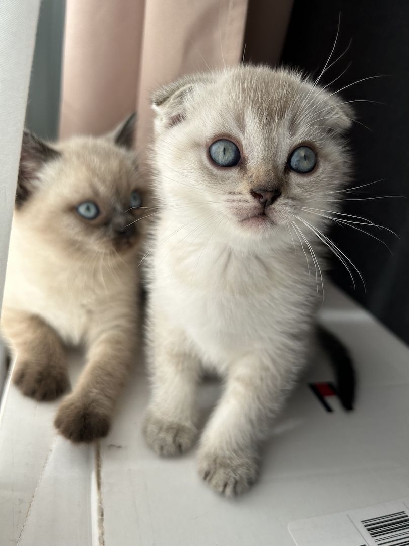 Kitten zu verkaufen!