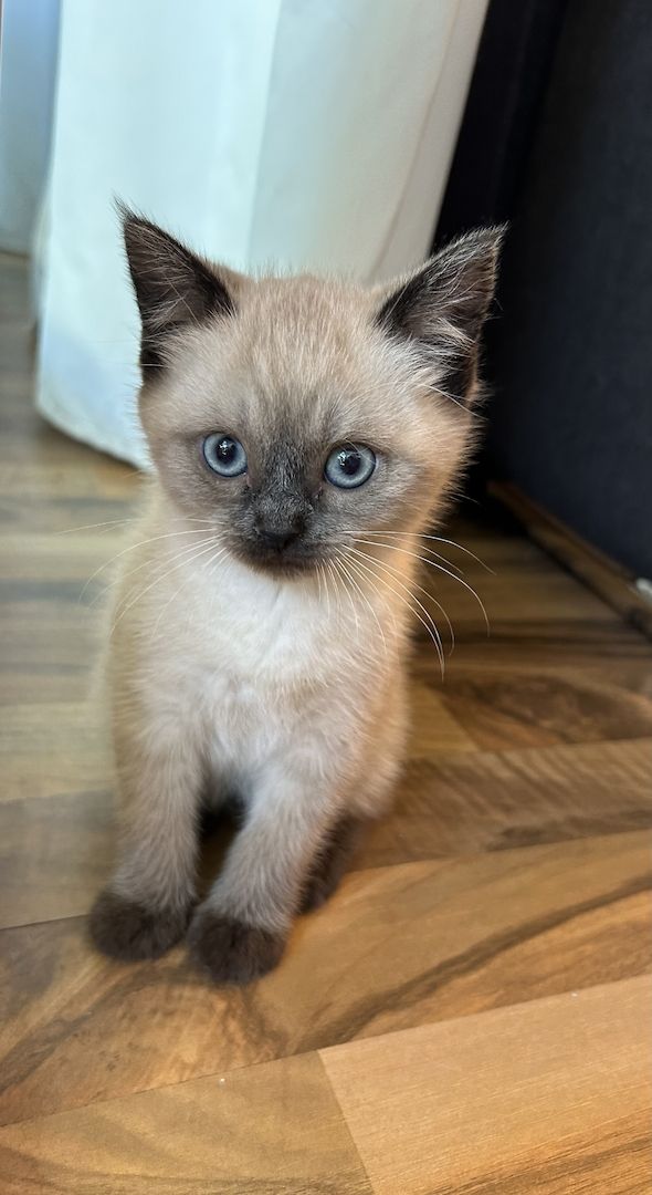 Kitten zu verkaufen!