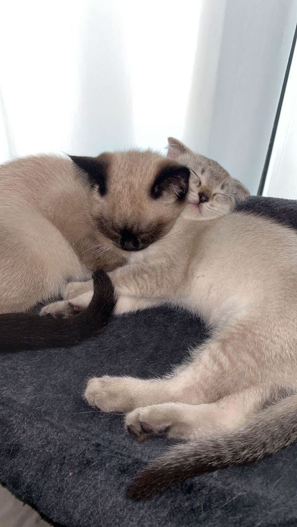 Kitten zu verkaufen!