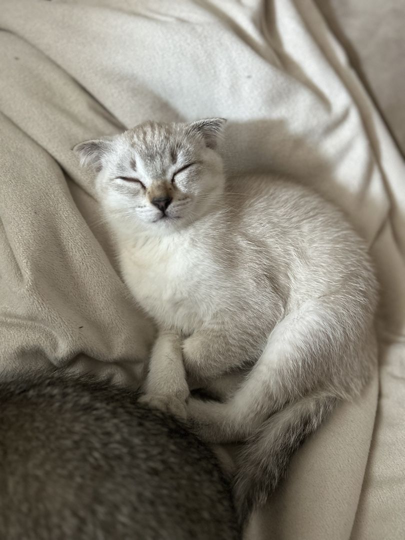 Kitten zu verkaufen!