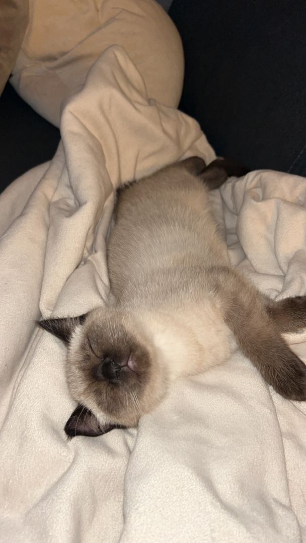 Kitten zu verkaufen!