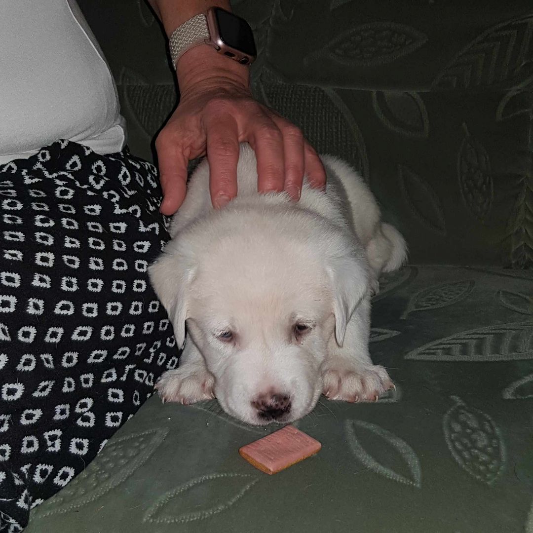 labradormix Welpe Blond