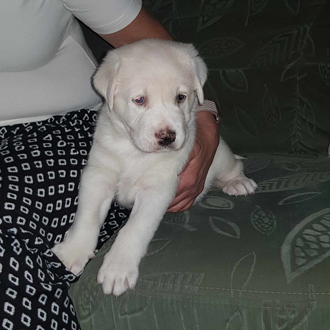 labradormix Welpe Blond
