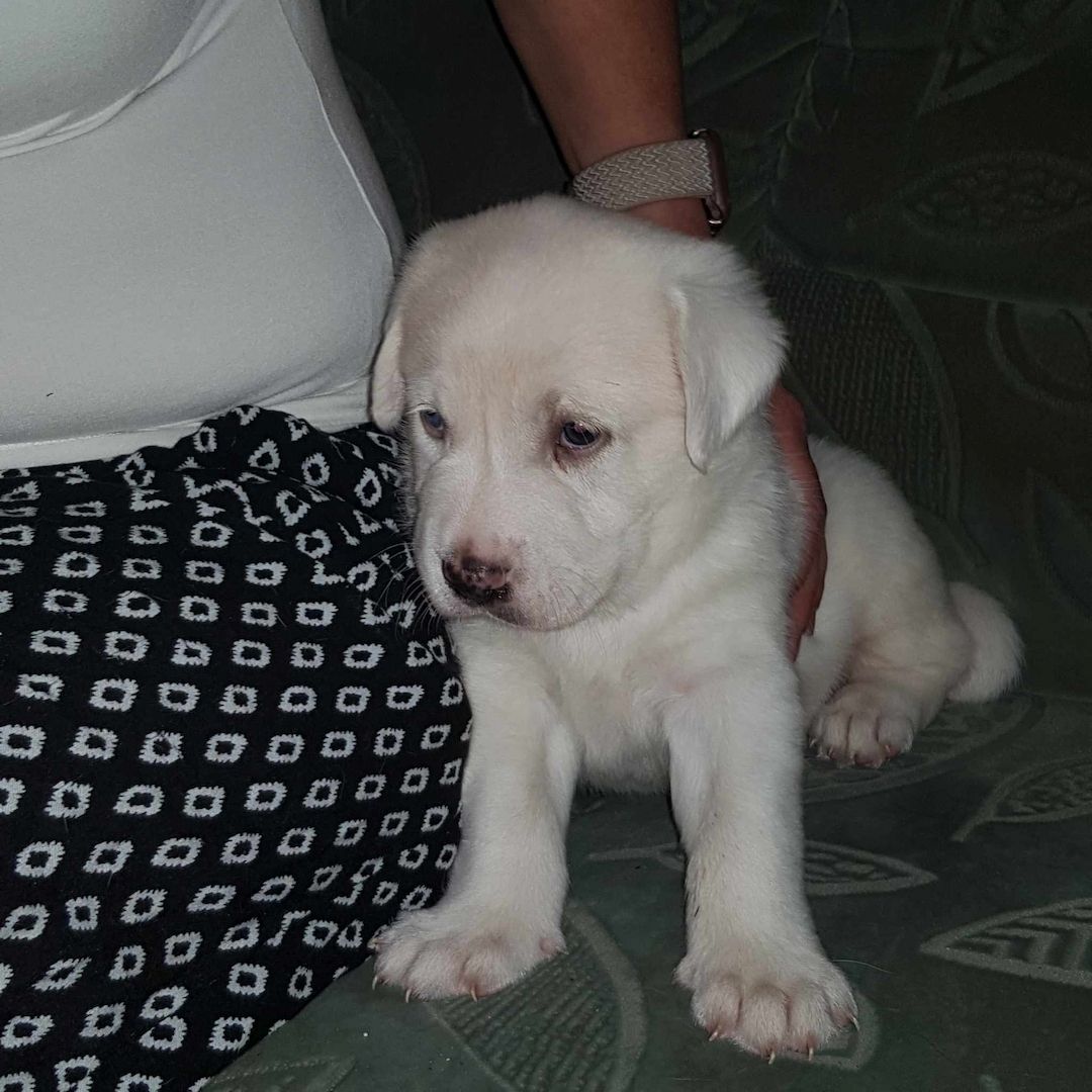 labradormix Welpe Blond