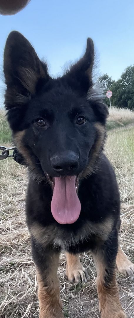 Schäferhundwelpe mit Papieren