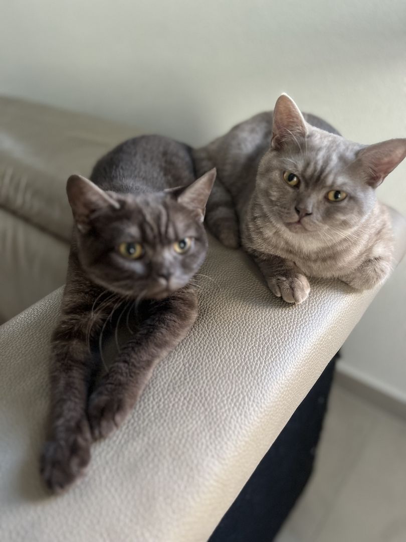 BKH Katzen suchen ein neues Zuhause