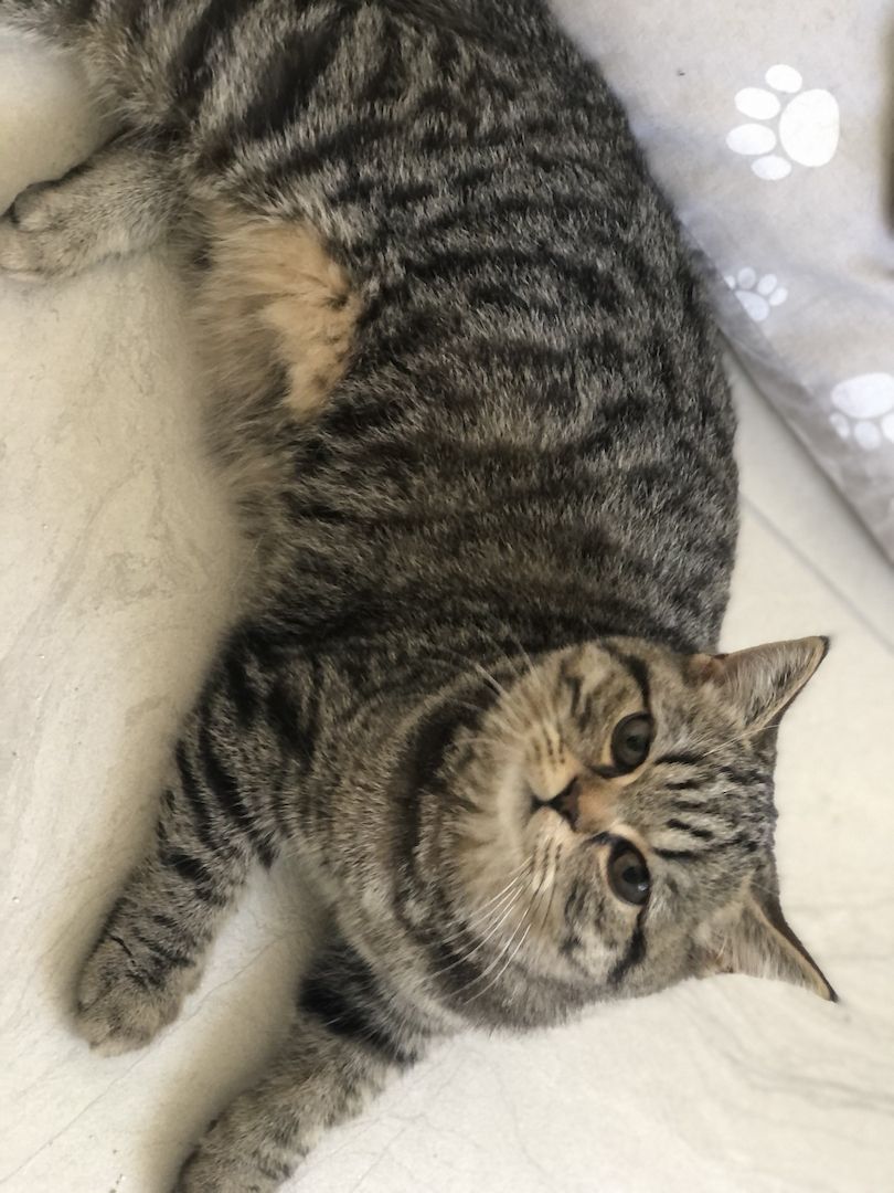 BKH Katzen suchen ein neues Zuhause