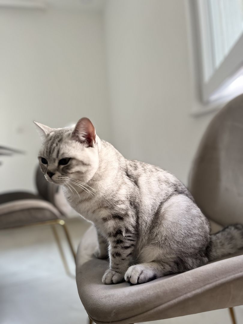 BKH Katzen suchen ein neues Zuhause