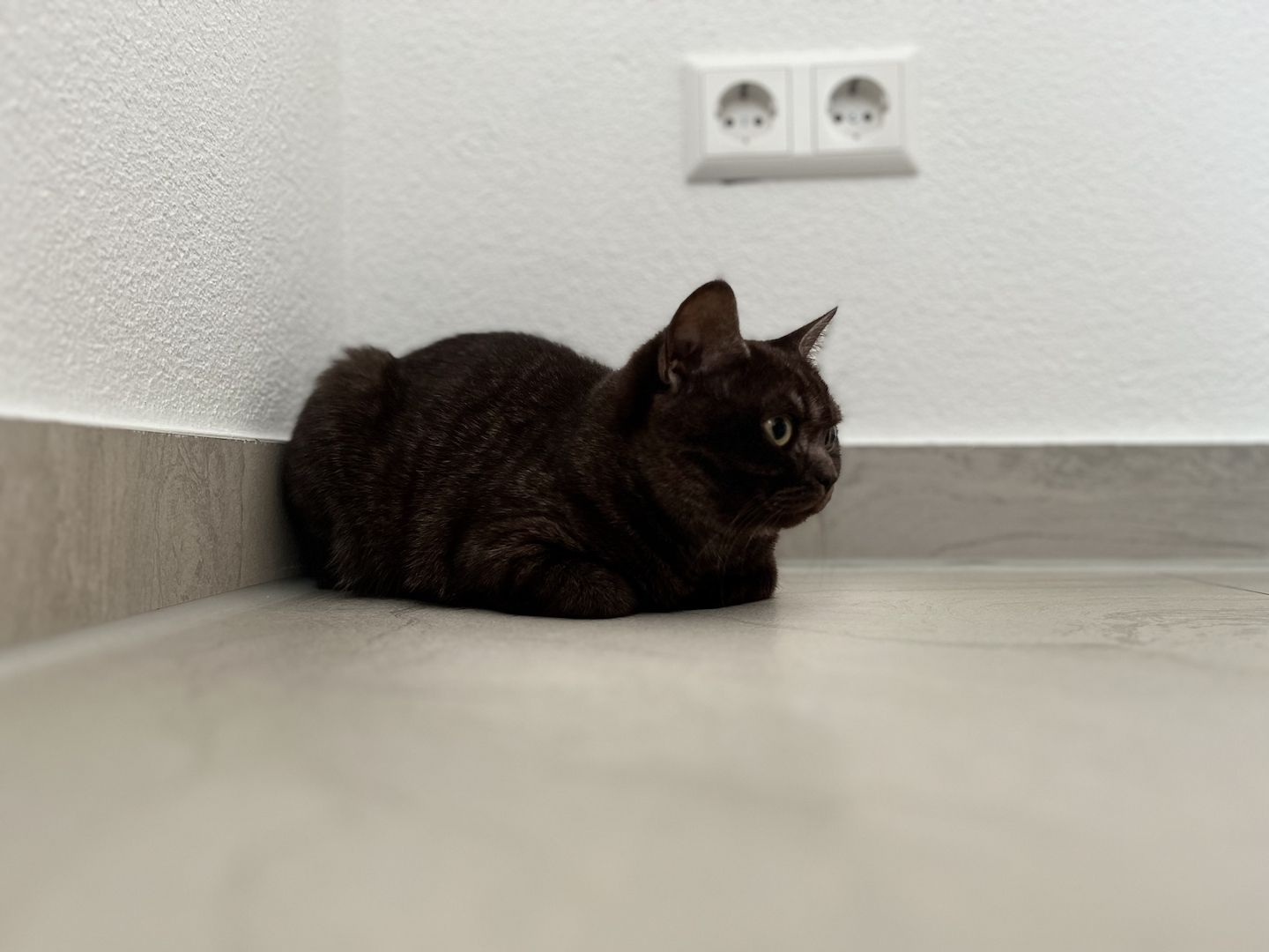 BKH Katzen suchen ein neues Zuhause