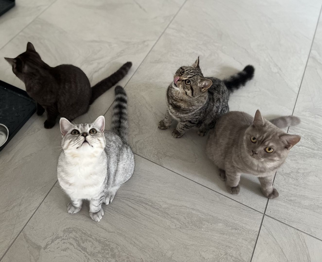 BKH Katzen suchen ein neues Zuhause