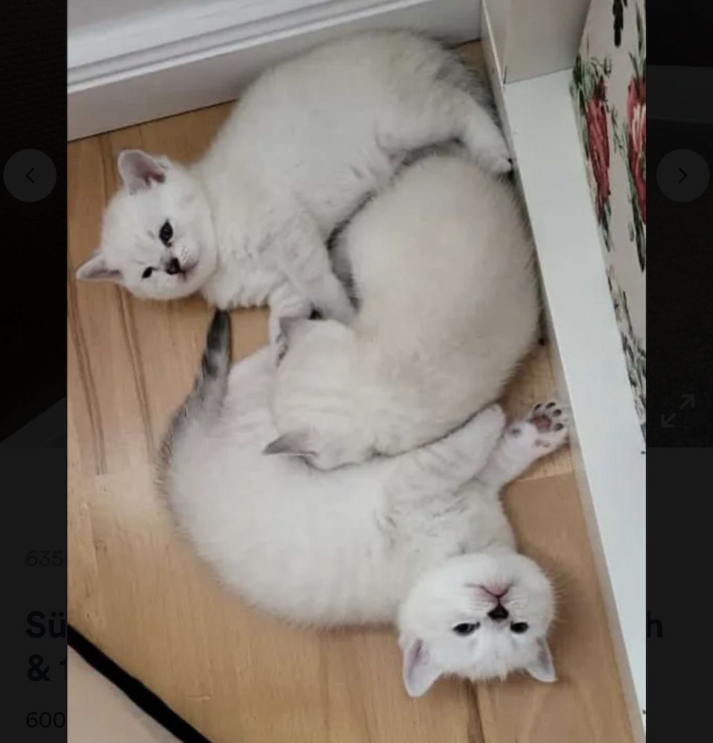 Abgabe bereite BKH kitten nur 1 männlich übrig