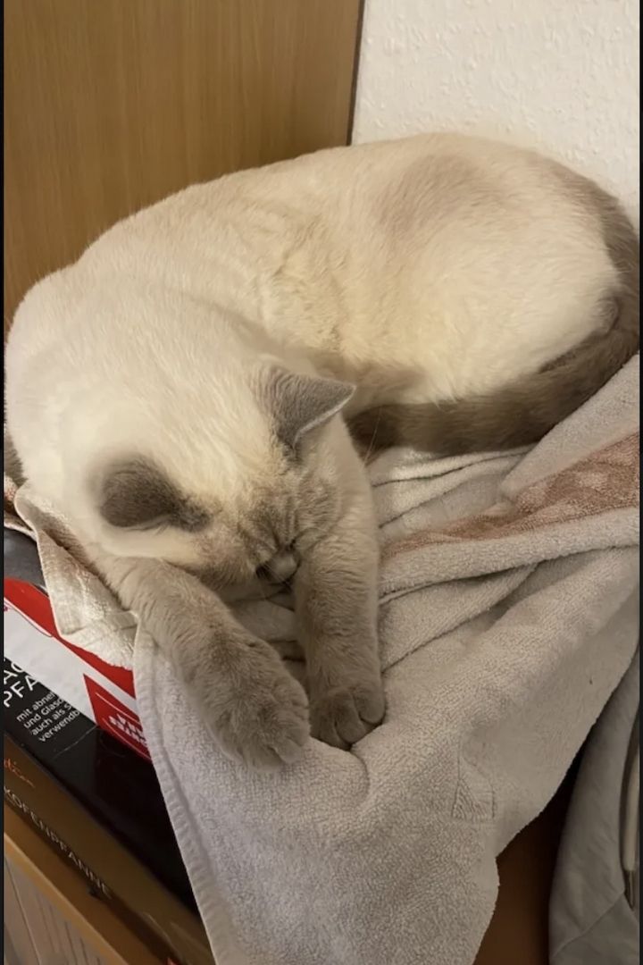 Abgabe bereite BKH kitten nur 1 männlich übrig