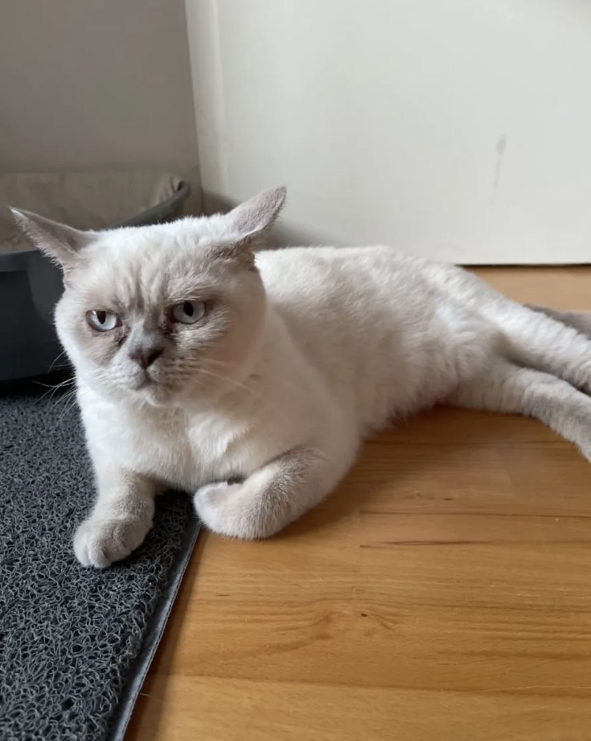 Abgabe bereite BKH kitten nur 1 männlich übrig