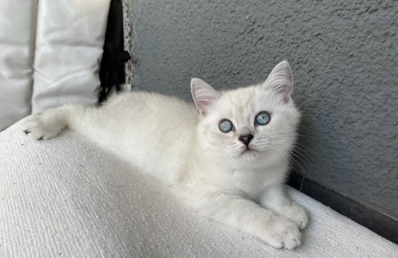 Abgabe bereite BKH kitten nur 1 männlich übrig