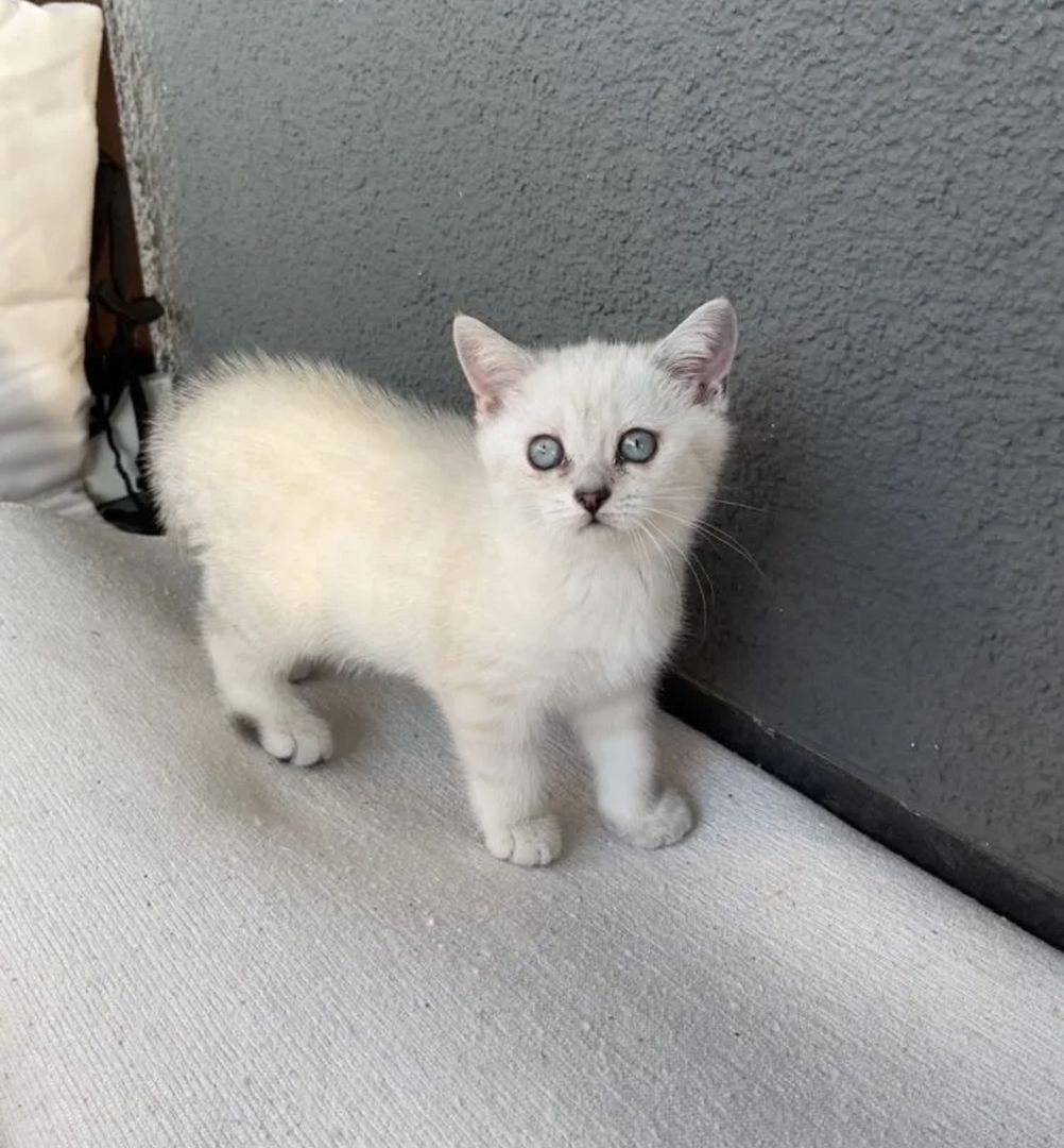 Abgabe bereite BKH kitten nur 1 männlich übrig