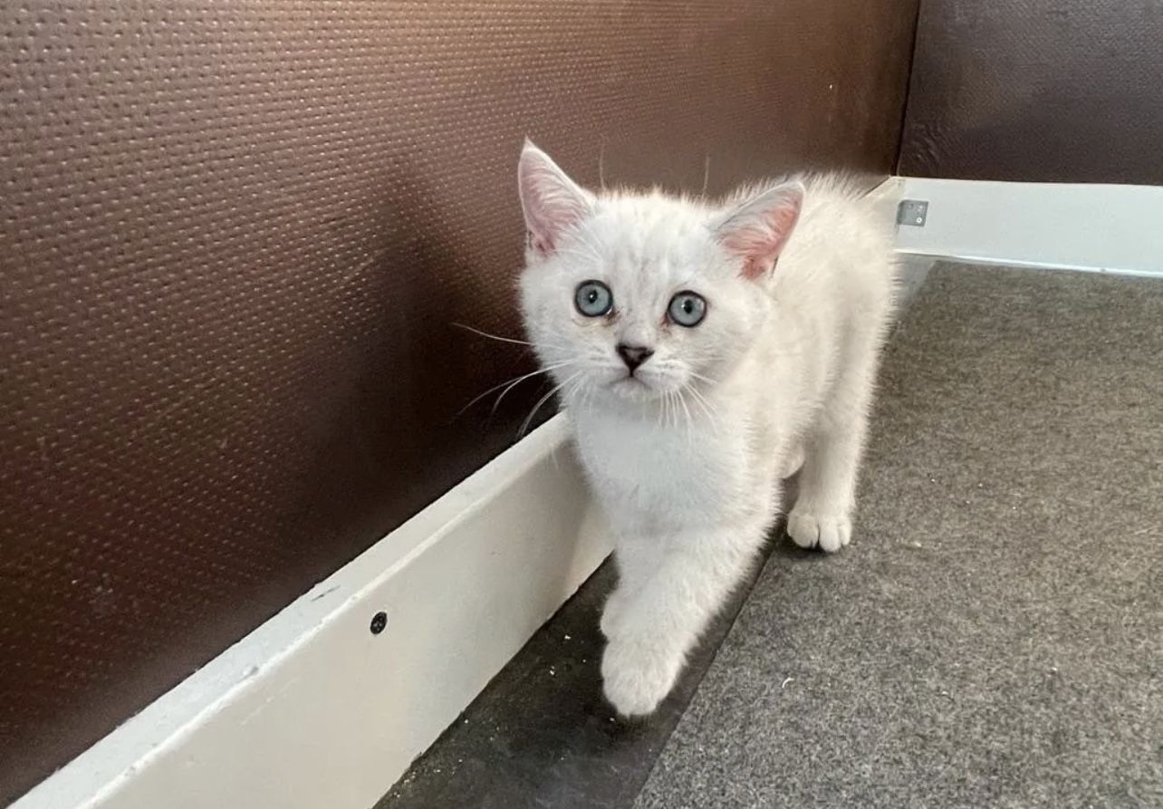 Abgabe bereite BKH kitten nur 1 männlich übrig