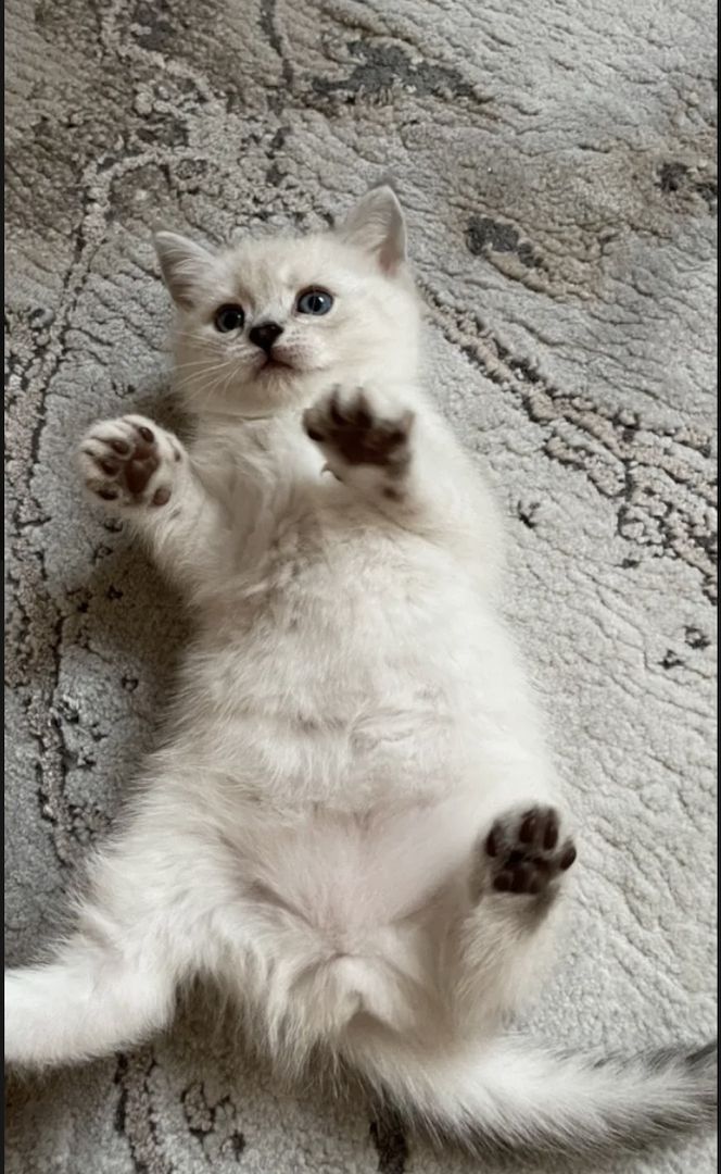 Abgabe bereite BKH kitten nur 1 männlich übrig