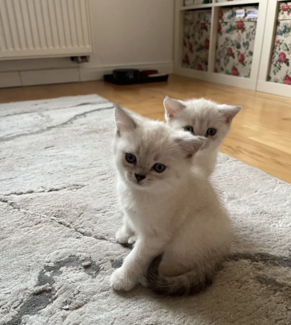 Abgabe bereite BKH kitten nur 1 männlich übrig