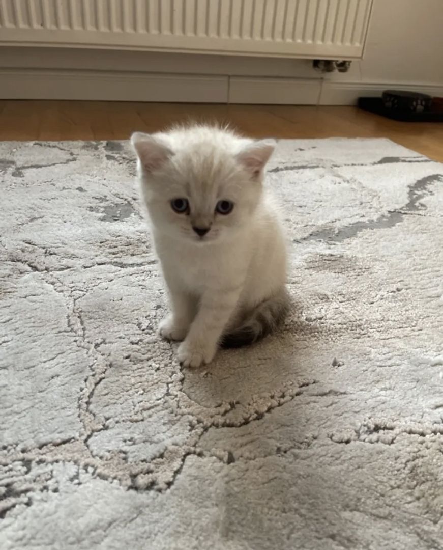 Abgabe bereite BKH kitten nur 1 männlich übrig