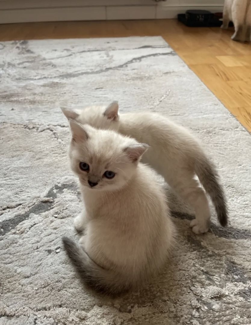 Abgabe bereite BKH kitten nur 1 männlich übrig