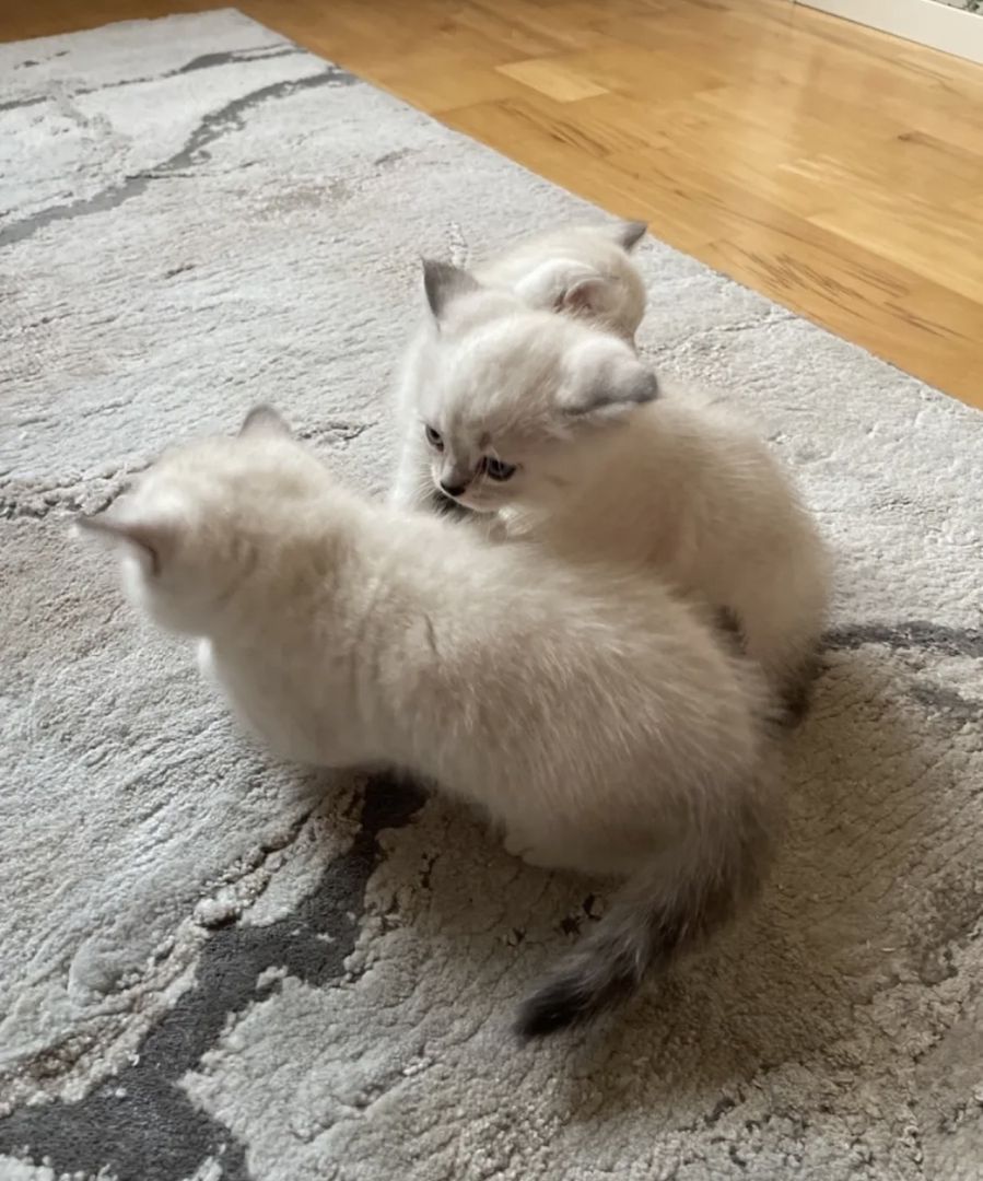 Abgabe bereite BKH kitten nur 1 männlich übrig