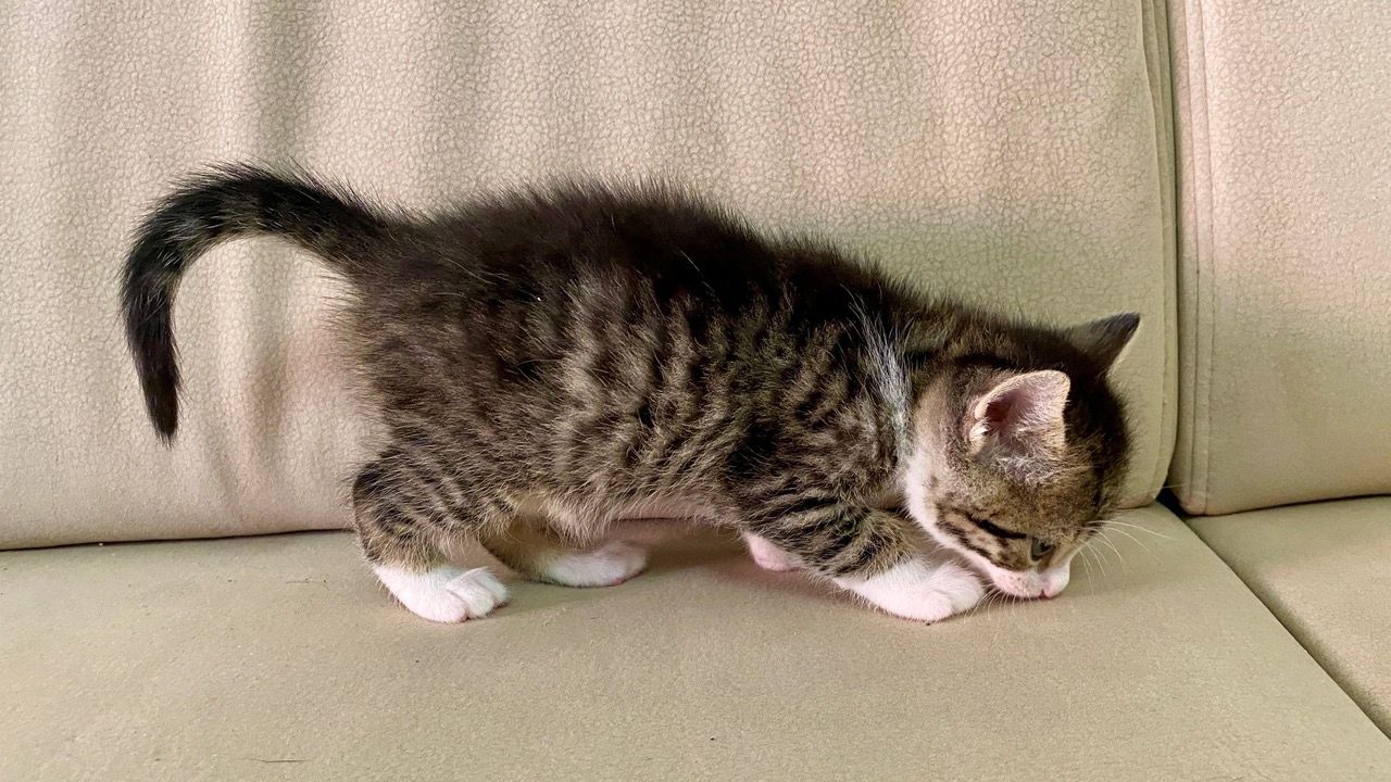 Katze Kater Kätzchen