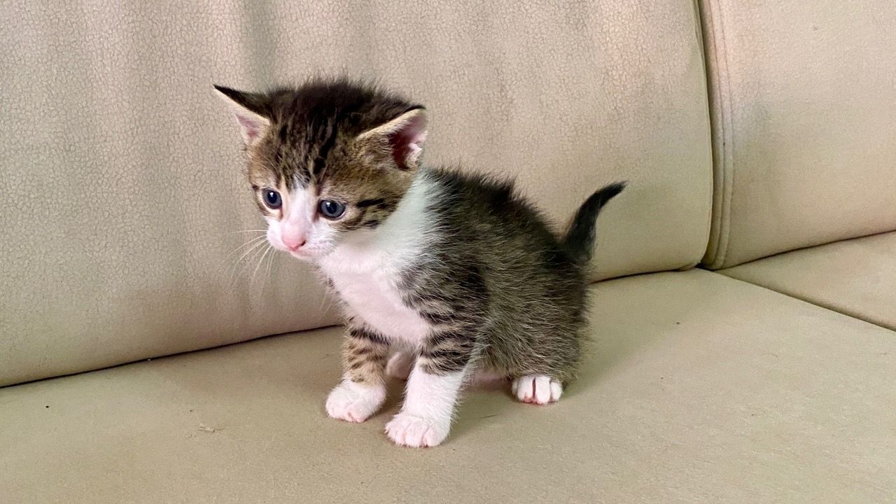 Katze Kater Kätzchen