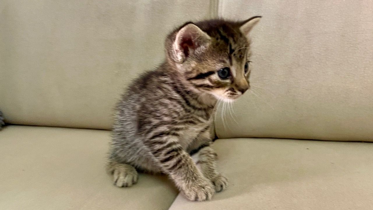 Katze Kater Kätzchen