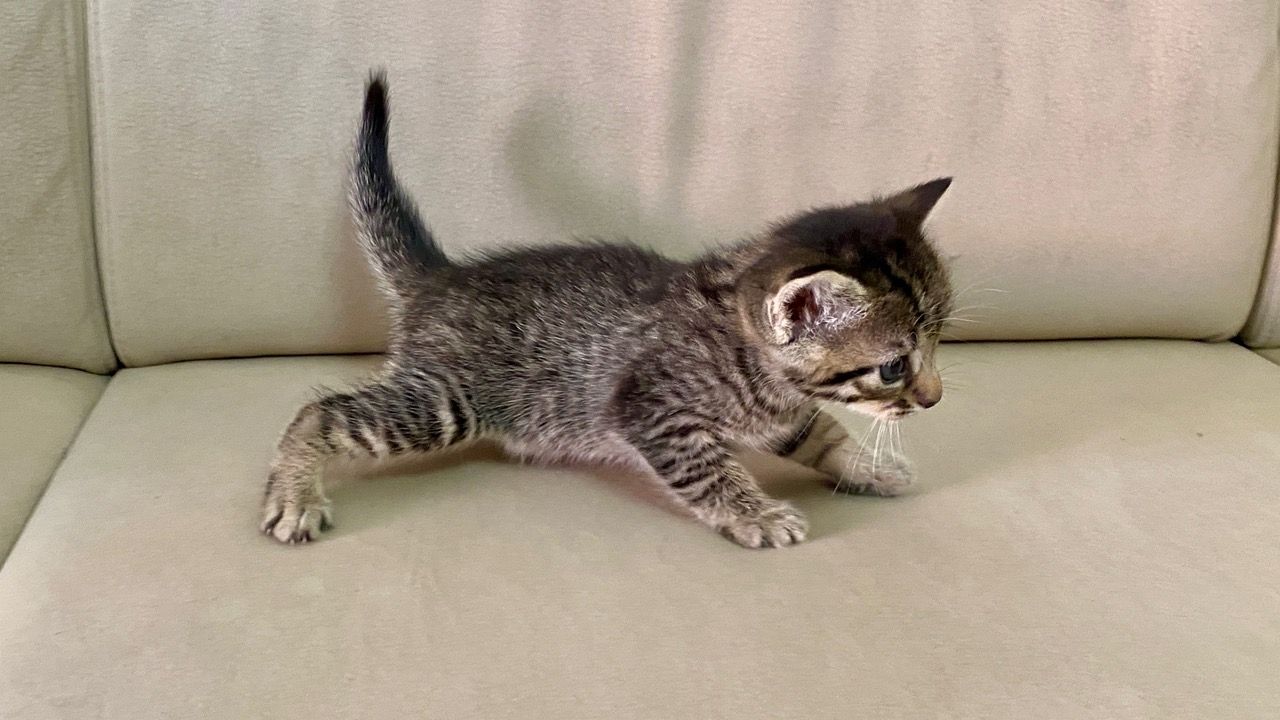 Katze Kater Kätzchen