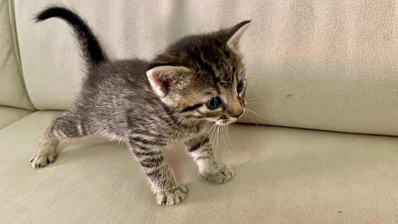 Katze Kater Kätzchen