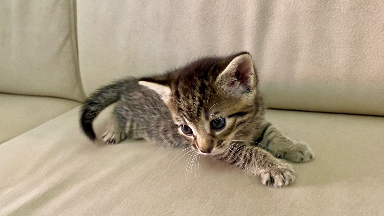 Katze Kater Kätzchen