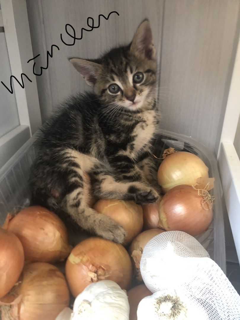 4 EKH KITTEN ABZUGEBEN