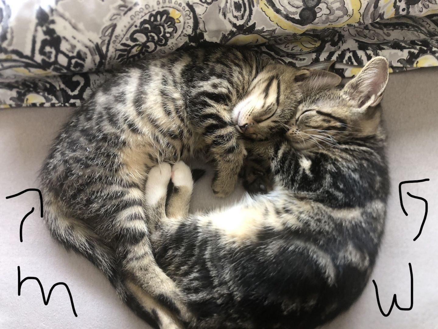 4 EKH KITTEN ABZUGEBEN