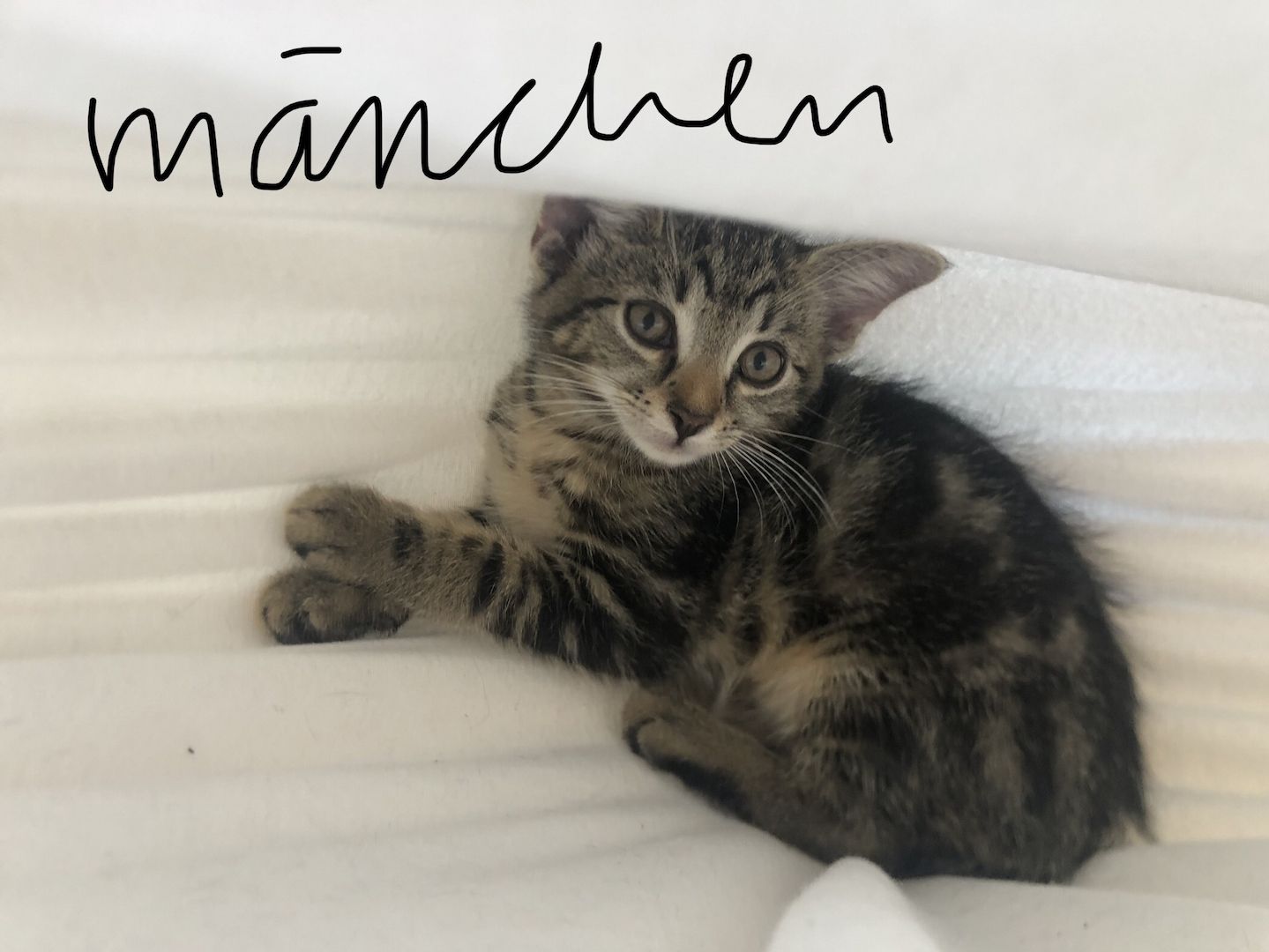 4 EKH KITTEN ABZUGEBEN