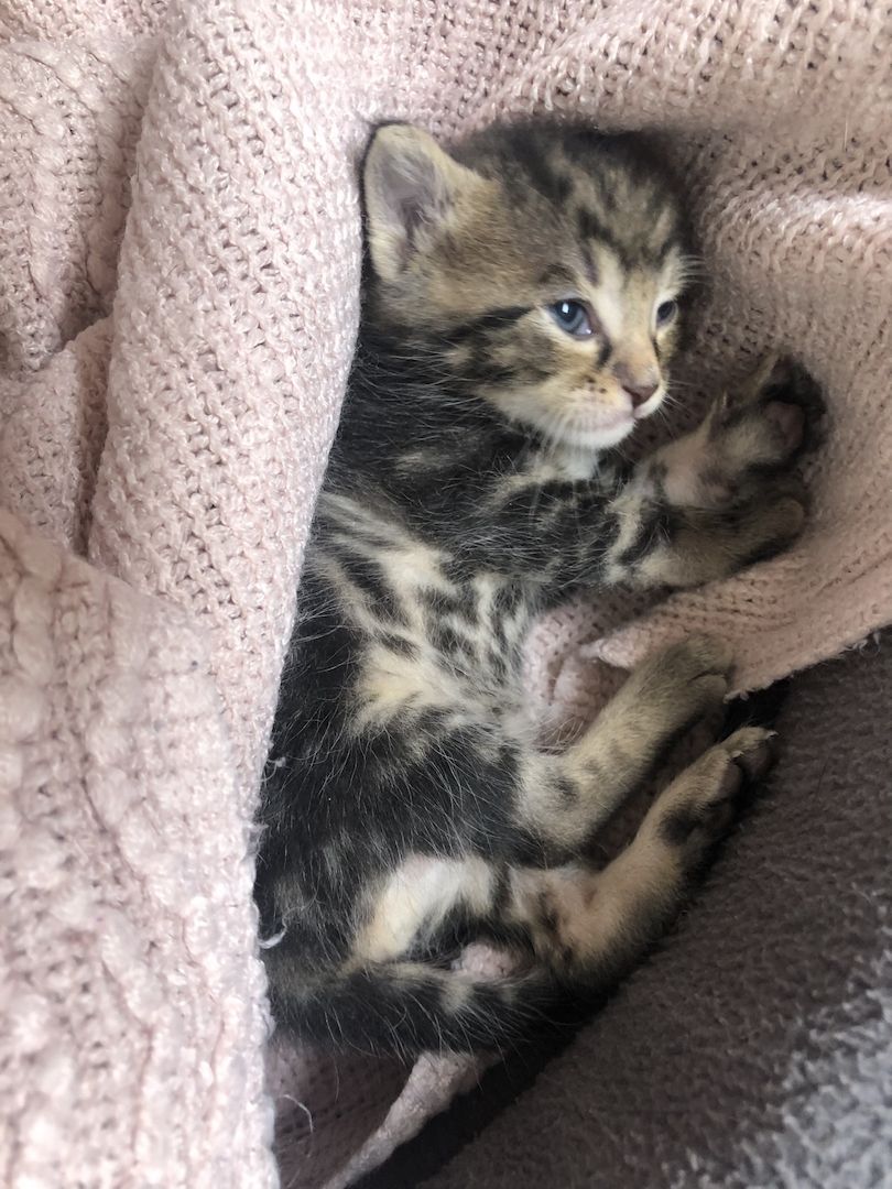 4 EKH KITTEN ABZUGEBEN